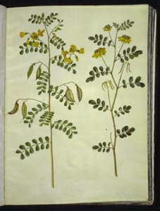 Colutea arborescens (yaygın mesane kapsülleri); Hippocrepis emerus (çalı-at nalı) by Hans Simon Holtzbecker