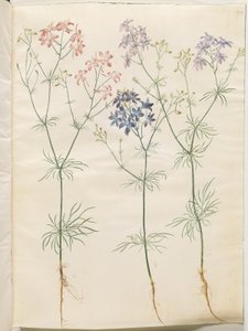 Consolida regalis (korn-ridderspore) by Hans Simon Holtzbecker