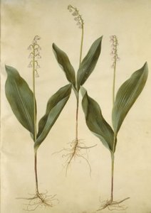 Convallaria majalis (vadideki zambak); Convallaria majalis (vadideki zambak çeşitleri) by Hans Simon Holtzbecker