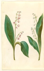 Convallaria majalis rosea (vadideki kırmızı zambak); Convallaria majalis (vadideki zambak) by Hans Simon Holtzbecker