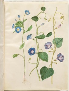 Convolvulus üç renkli (bakire etek); Ipomoea purpurea (mor ihtişam) by Hans Simon Holtzbecker