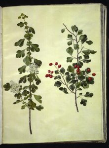 Crataegus laevigata (ortak alıç) by Hans Simon Holtzbecker
