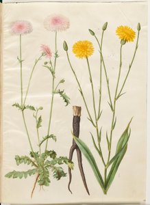 Crepis rubra (kızıl şahin sakalı); Scorzonera hispanica (bahçe scorzonera) by Hans Simon Holtzbecker