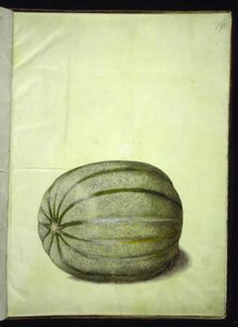 Cucumis melo (kavun) by Hans Simon Holtzbecker