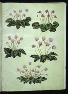 Siklamen purpurascens (gerçek alpin menekşe); Siklamen hederifolium (sarmaşık yapraklı alp menekşesi) by Hans Simon Holtzbecker