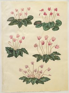 Cyclamen purpurascens; Cyclamen hederifolium by Hans Simon Holtzbecker