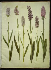 Dactylorhiza maculata (benekli guguk otu) by Hans Simon Holtzbecker
