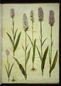 Dactylorhiza maculata (benekli guguk otu)