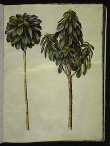 Defne laureola (laurbær-dafne) by Hans Simon Holtzbecker