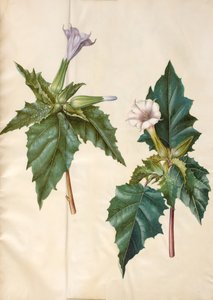 Datura stramonium (ortak kız elma) by Hans Simon Holtzbecker