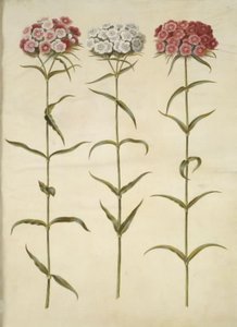Dianthus barbatus (öğrenci-karanfil) by Hans Simon Holtzbecker