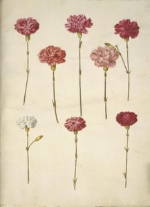Dianthus caryophyllus (bahçe karanfil) by Hans Simon Holtzbecker