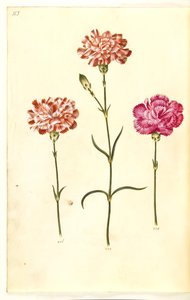 Dianthus caryophyllus (bahçe karanfil) by Hans Simon Holtzbecker