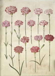 Dianthus caryophyllus (bahçe karanfil) by Hans Simon Holtzbecker