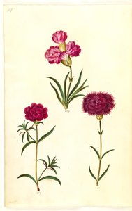Dianthus caryophyllus (bahçe karanfil) by Hans Simon Holtzbecker