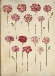 Dianthus caryophyllus (bahçe karanfil) by Hans Simon Holtzbecker