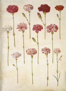 Dianthus caryophyllus (bahçe karanfil) by Hans Simon Holtzbecker