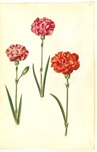 Dianthus caryophyllus (bahçe karanfil) by Hans Simon Holtzbecker