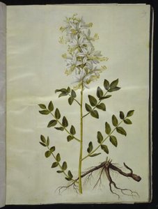 Diktamnus beyaz (hvid diktam) by Hans Simon Holtzbecker