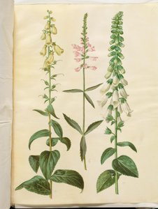 Digitalis grandiflora (büyük çiçekli yüksük); Physostegia virginiana (şalgam çiçeği); Digitalis purpurea (ortak yüksük) by Hans Simon Holtzbecker