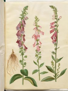 Digitalis purpurea (ortak yüksük)