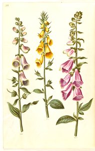 Digitalis purpurea (ortak yüksük); Digitalis grandiflora (büyük çiçekli yüksük) by Hans Simon Holtzbecker