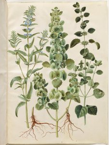 Dracocephalum moldavica (Moldavya ejderinin başı); Moluccella spinosa (dikenli huni kabı); Melissa officinalis (limon balsamı) by Hans Simon Holtzbecker