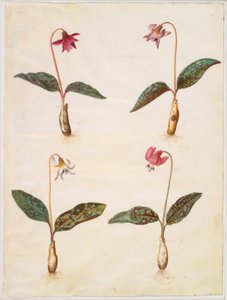 Erythronium dens-canis (gerçek köpek dişi) by Hans Simon Holtzbecker