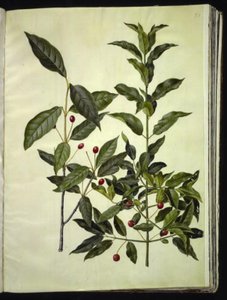 Euonymus latifolius (geniş yapraklı kemik ağacı); Euonymus europaeus (ortak kemik ağacı) by Hans Simon Holtzbecker