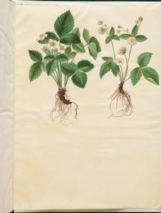 Fragaria vesca (orman çileği) by Hans Simon Holtzbecker