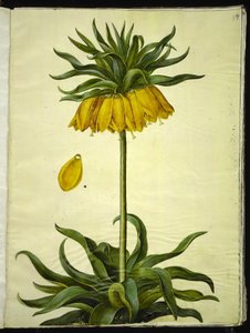 Fritillaria Imperialis (imparatorluk tacı) by Hans Simon Holtzbecker