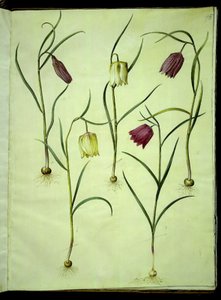 Fritillaria meleagris (ortak vibe yumurtası) by Hans Simon Holtzbecker