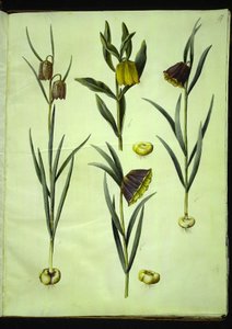Fritillaria meleagris (ortak vibe yumurtası); Fritillaria aurea veya Fritillaria tubiformis & moggridgei (vibeæg); Fritillaria montana by Hans Simon Holtzbecker