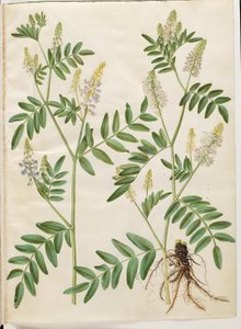 Galega officinalis (doktor kapsülü) by Hans Simon Holtzbecker