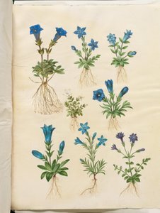 Gentiana acaulis (sapsız centiyana); Gentiana verna (bahar centiyana); Gentiana acaulis (sapsız centiyana); Gentiana (centian türü) by Hans Simon Holtzbecker