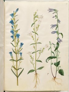 Cinsinin bir pinnuma olarak (cloke-enyans); Campenula patla (Ingacloque); Campanula rufunculoides (MCDig cloacae) by Hans Simon Holtzbecker