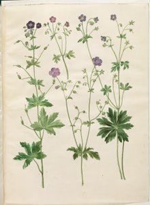 Sardunya phaeum (dalgalı leylek gagası); Sardunya sylvaticum (orman leylek gagası) by Hans Simon Holtzbecker