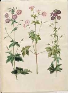 Sardunya phaeum (dalgalı leylek gagası); Sardunya versicolor (net leylek gagası) by Hans Simon Holtzbecker
