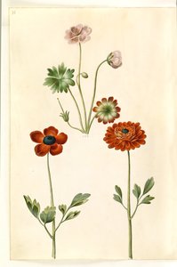 Sardunya sanguineum (Storkenaeb); Ranunculus asiaticus by Hans Simon Holtzbecker
