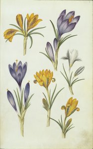 Almanca: Krokusse by Hans Simon Holtzbecker