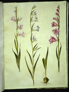 Gladiolus communis (ortak Glayöl) by Hans Simon Holtzbecker