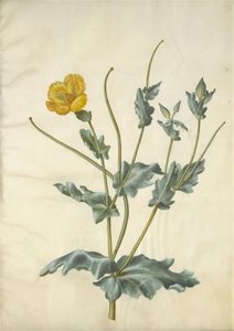 Glaucium sarısı (strand-hornskulpe) by Hans Simon Holtzbecker
