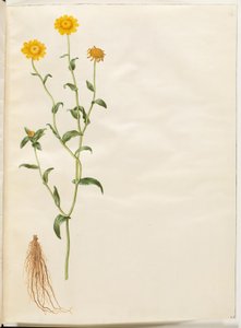 Glebionis segetum (gül okseøje) by Hans Simon Holtzbecker