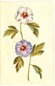 Hibiscus syriacus (sirisk gülü) by Hans Simon Holtzbecker