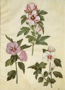 Hibiscus syriacus (sirisk gülü) by Hans Simon Holtzbecker