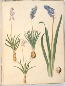 Hyacinthoides non-scripta (ortak çan); Hyacinthoides hispanica (İspanyol çanı) by Hans Simon Holtzbecker