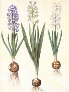 Hyacinthoides orientalis simp et pl by Hans Simon Holtzbecker