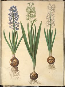 Hyacinthus orientalis (almindelig sümbül) by Hans Simon Holtzbecker