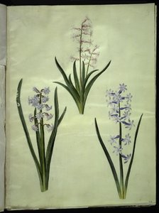 Hyacinthus orientalis (almindelig sümbül) by Hans Simon Holtzbecker