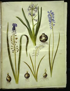 Hyacinthus orientalis (almindelig sümbül) Muscari Aloe vera (duskhyacint); Brimeura ametisti (sümbül pirenæisk) by Hans Simon Holtzbecker
